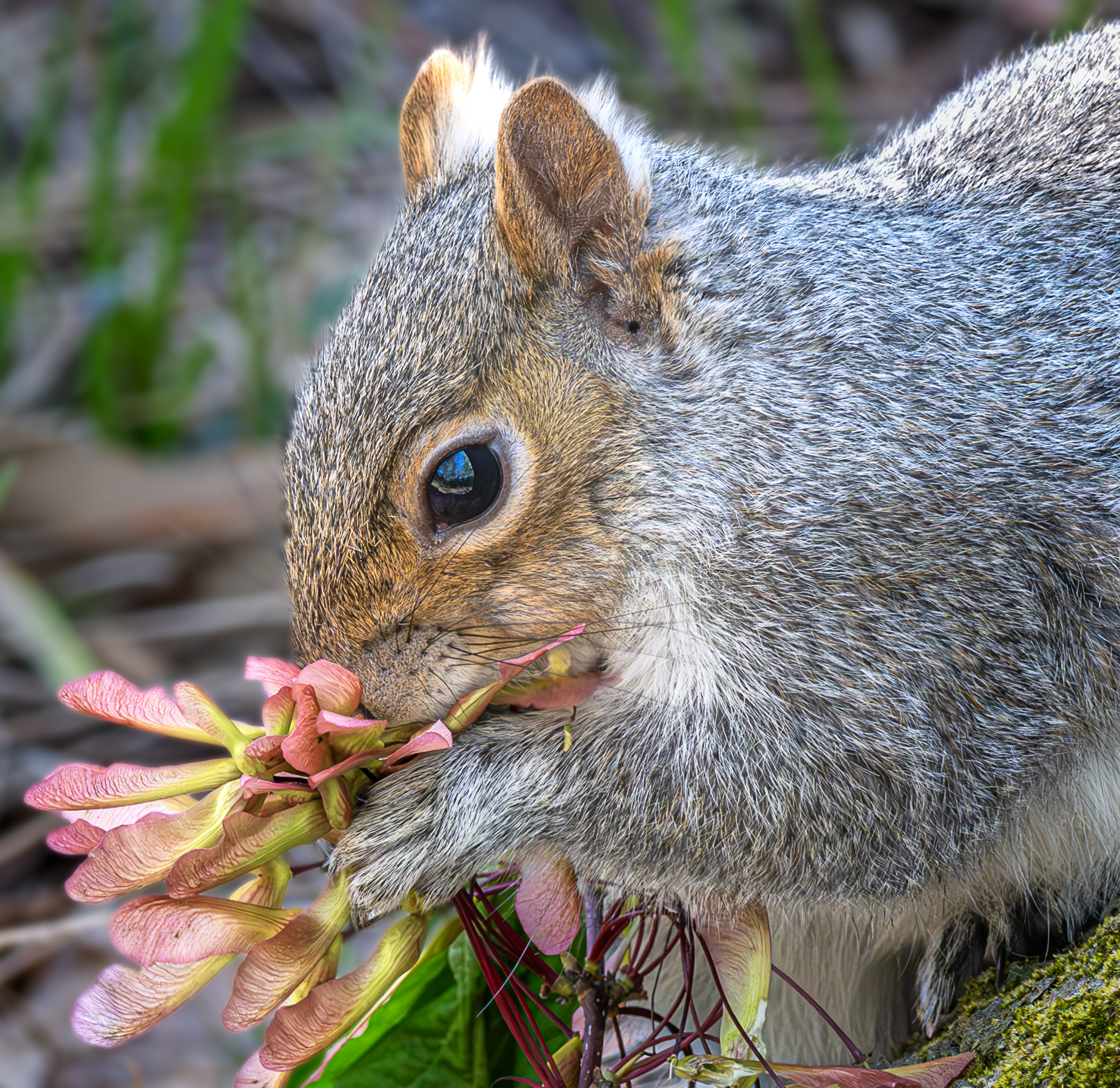 2nd PrizeOpen Color In Class 3 By Judy Beiriger For Squirrel With Maple Seeds SEP-2025.jpg
